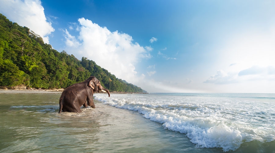 Havelock & Baratang Adventure